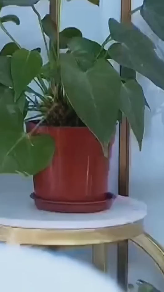 Secador Eléctrico Portátil + Secador Automático de Zapatos